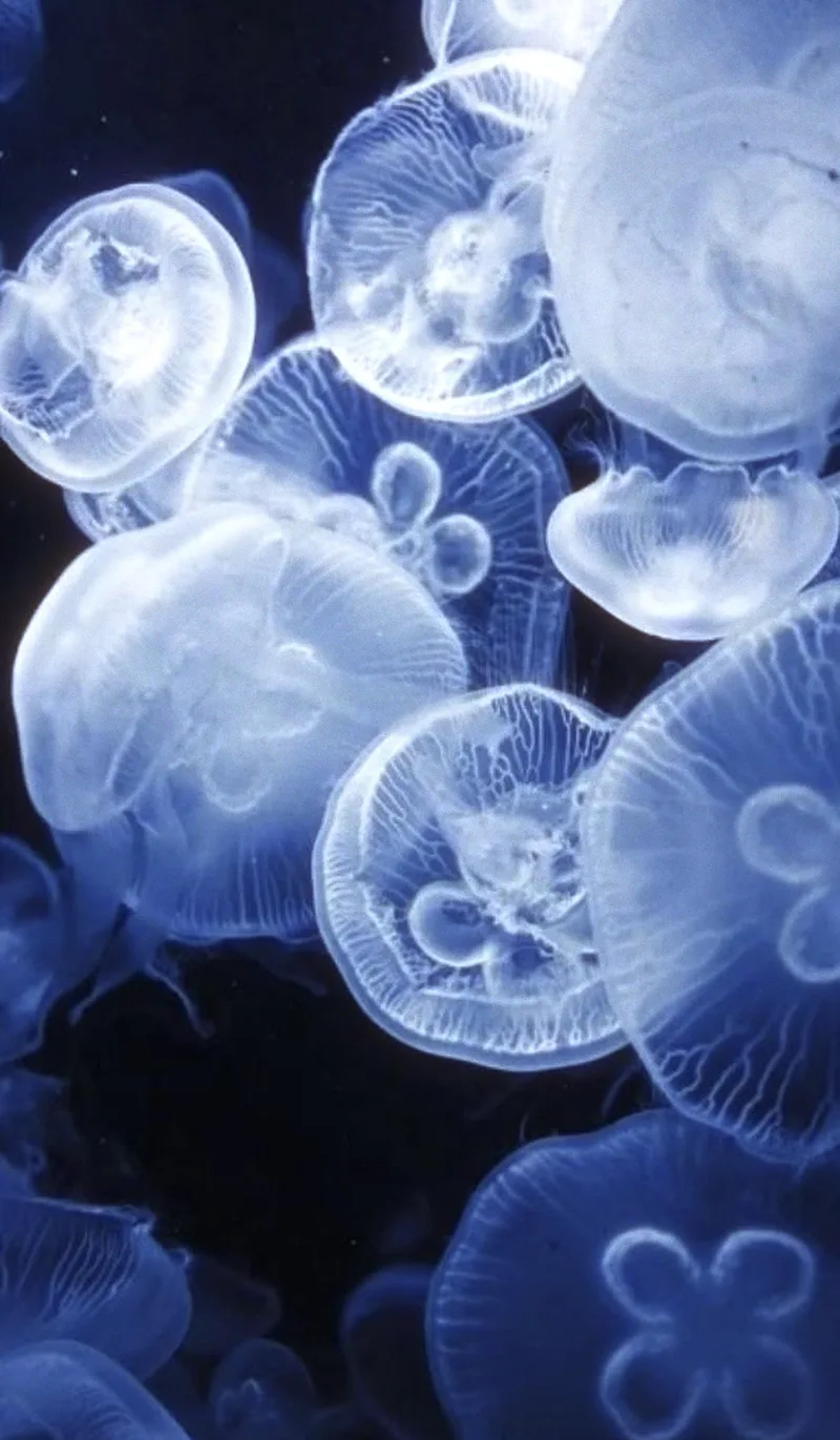 Moon jellyfish in the dark, developed on Fuji Superia 1600